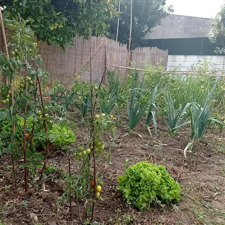 Eira Da Mila Feriehus Coimbra